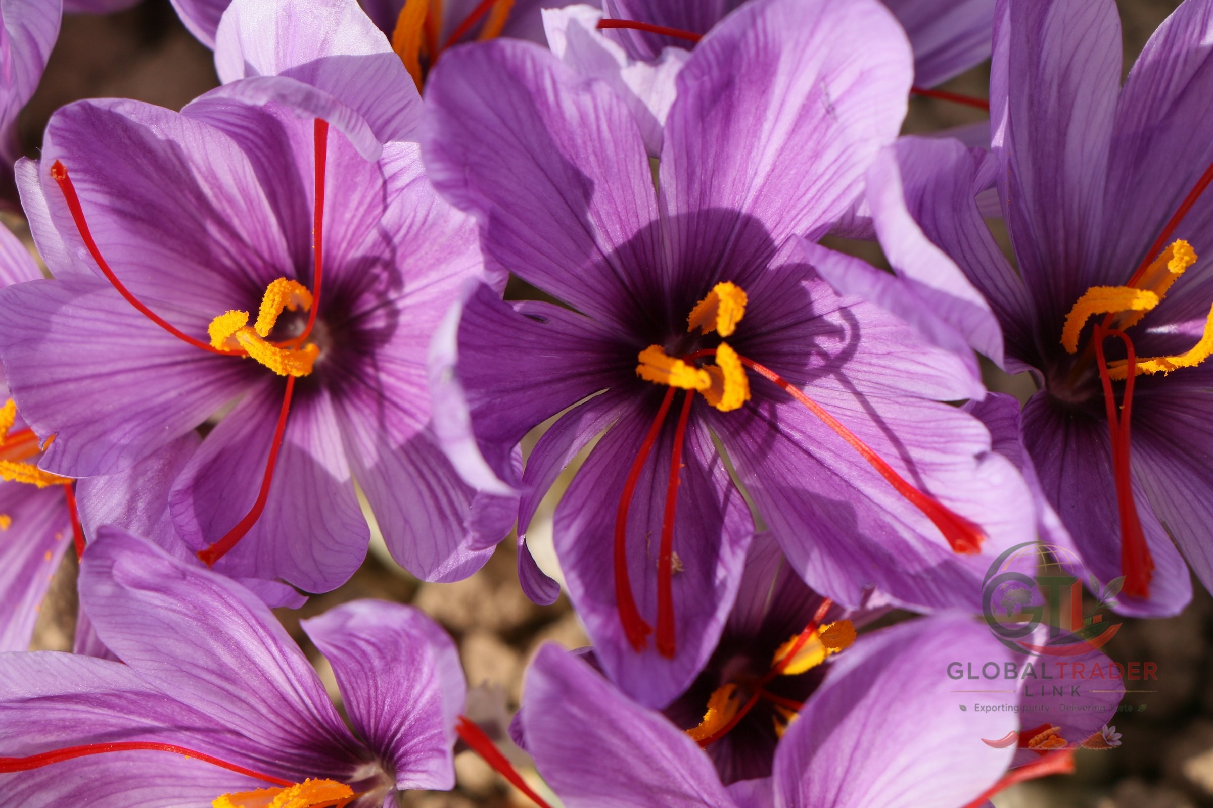 Saffron crocus in flower