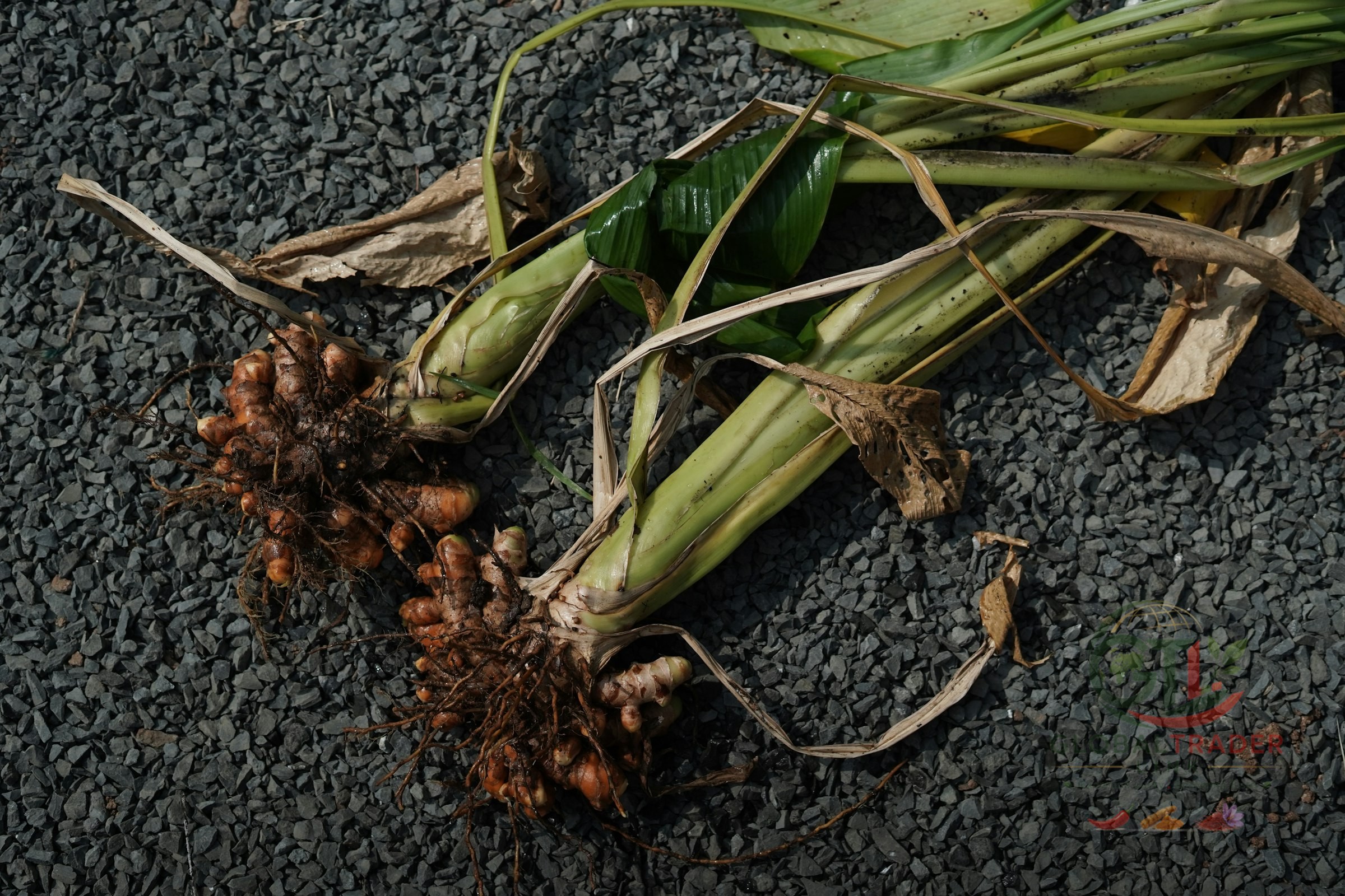 Fresh turmeric harvest